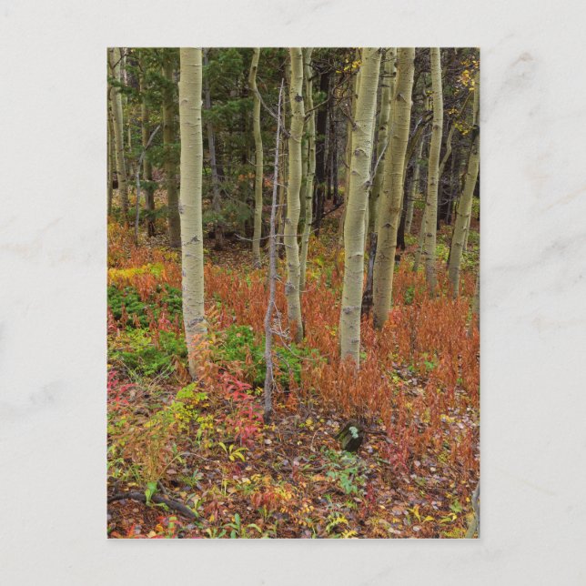 Postal Wilderness Wonderland (Anverso)