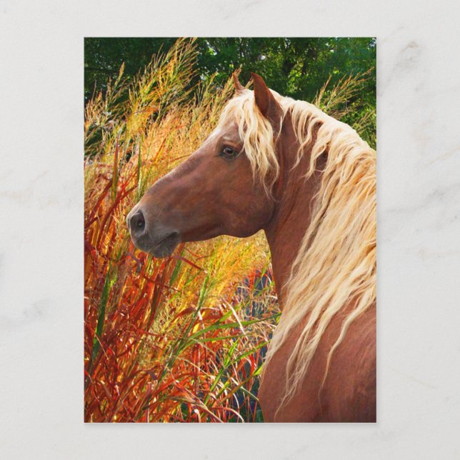 Postal "Wildfire" (Anverso)