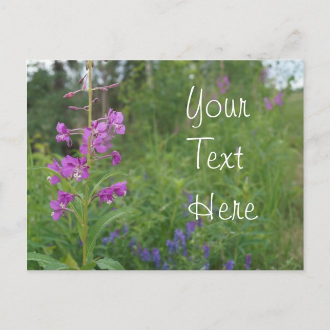 Postal Wildflower del Fireweed de Alaska (Anverso)
