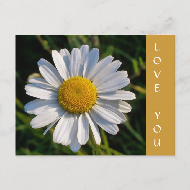 POSTAL WILDFLOWERS (Anverso)