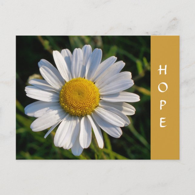 POSTAL WILDFLOWERS (Anverso)