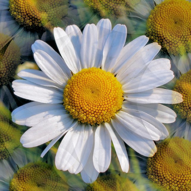 POSTAL WILDFLOWERS (Subido por el creador)