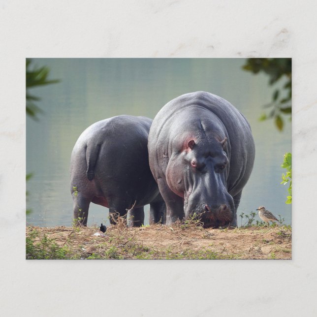 Postal Wildlife Hippo Photo (Anverso)