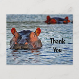 Postal Wildlife Hippo Water Photo Gracias