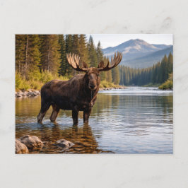 Postal Wildlife Moose Wilderness River