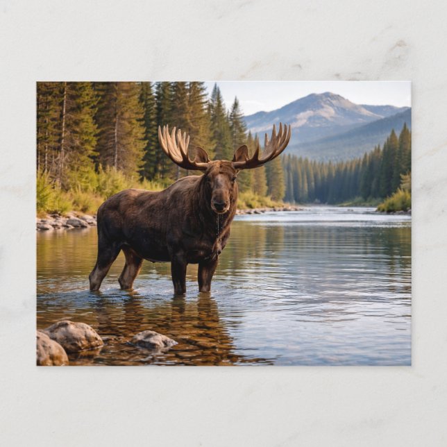 Postal Wildlife Moose Wilderness River (Anverso)