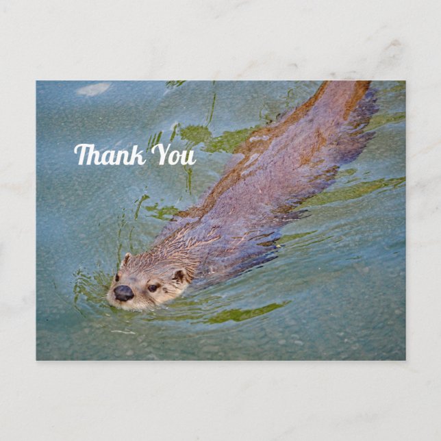 Postal Wildlife Otter Swimming Photo (Anverso)