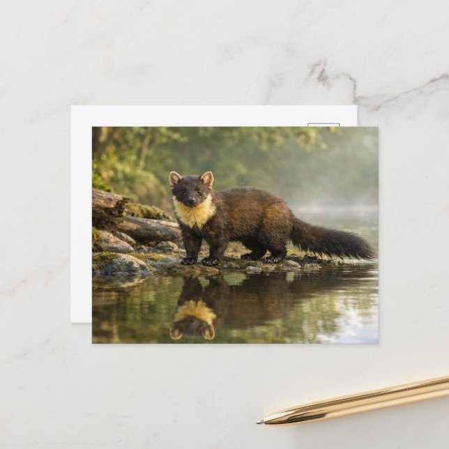 Postal Wildlife Pine Marten Forest Stream  (Anverso/Reverso In Situ)