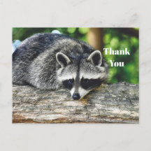 Wildlife Raccoon Log Mammal Photo
