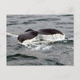 Postal Wildlife Whale Tail Alaska Foto
