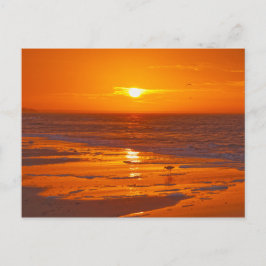 Postal Willet en una playa de Florida al amanecer