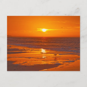 Postal Willet en una playa de Florida al amanecer