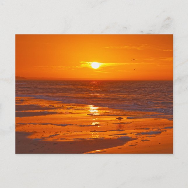 Postal Willet en una playa de Florida al amanecer (Anverso)