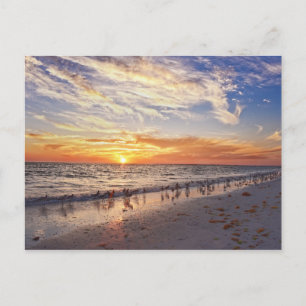 Postal Willets en Florida Beach at Sunset