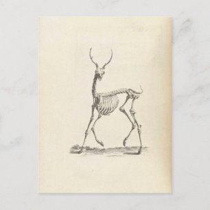 Postal William Cheselden Deer Skeleton