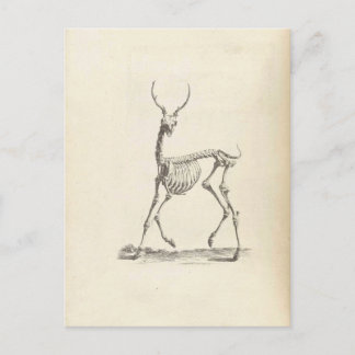 Postal William Cheselden Deer Skeleton