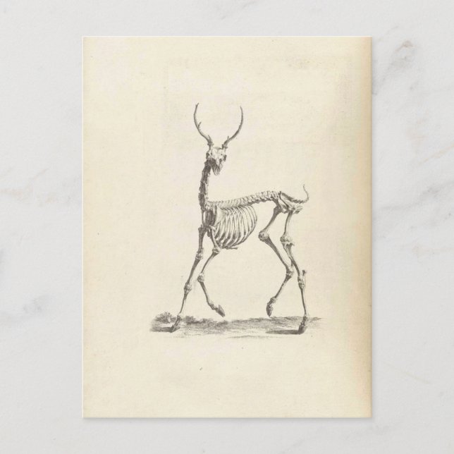 Postal William Cheselden Deer Skeleton (Anverso)