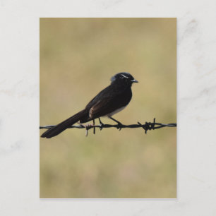 POSTAL WILLIE WAGTAIL EN FENCE QUEENSLAND AUSTRALIA