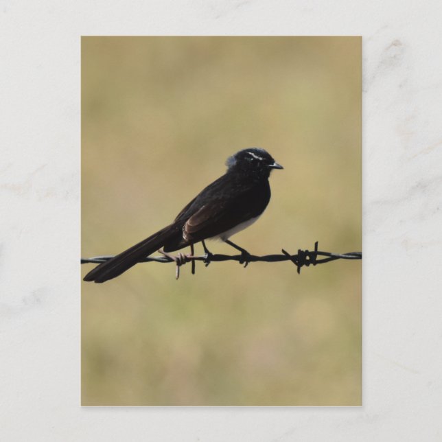 POSTAL WILLIE WAGTAIL EN FENCE QUEENSLAND AUSTRALIA (Anverso)