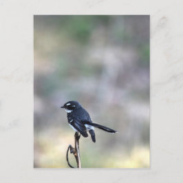 POSTAL WILLIE WAGTAIL RURAL QUEENSLAND AUSTRALIA