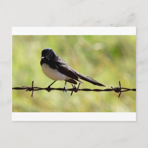 POSTAL WILLIE WAGTAIL RURAL QUEENSLAND AUSTRALIA