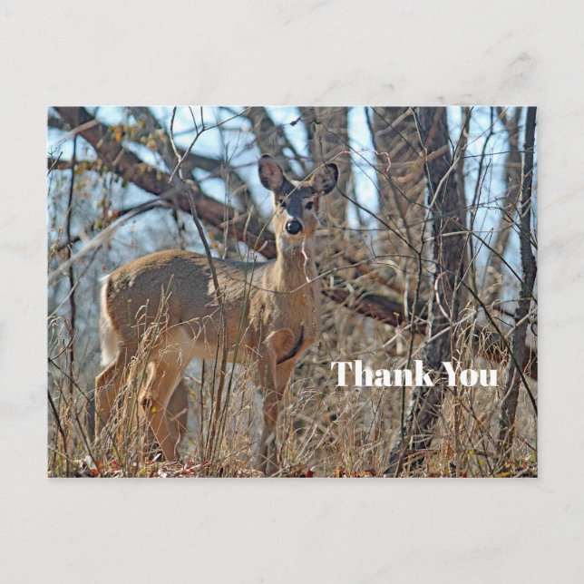 Postal Willife Deer Woods Foto Gracias (Anverso)