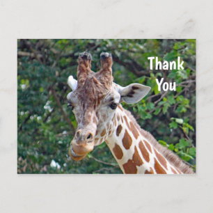Postal Willife Giraffe Photo Gracias