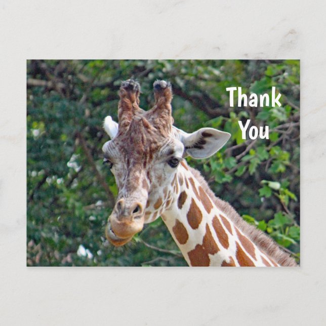 Postal Willife Giraffe Photo Gracias (Anverso)
