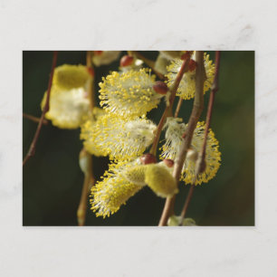 Postal Willow Buds