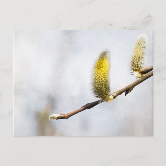 Postal Willow Catkins - Mundo Plateado (Anverso)