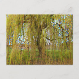 Postal Willow en la brisa