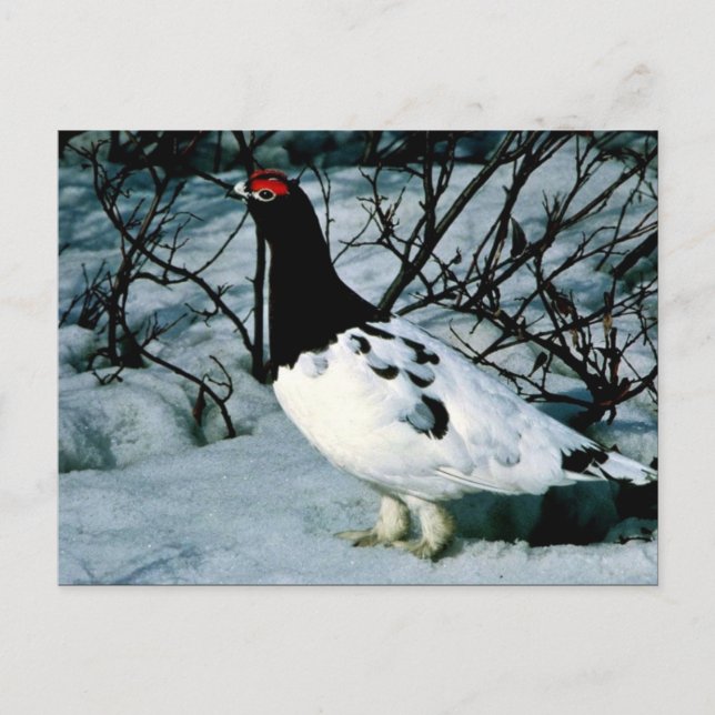 Postal Willow Ptarmigan (Anverso)
