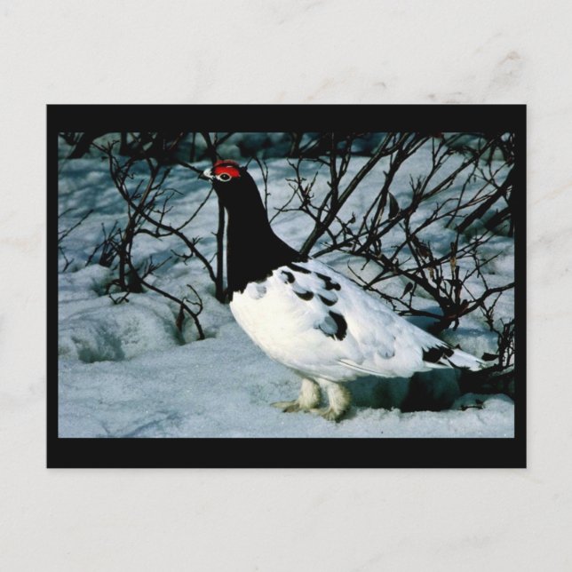 Postal Willow Ptarmigan (Anverso)