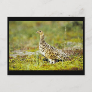 Postal Willow ptarmigan