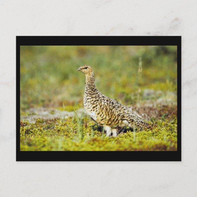 Postal Willow ptarmigan (Anverso)