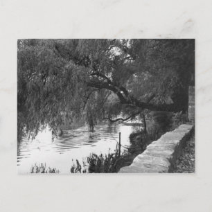 Postal Willow Sobre El Río