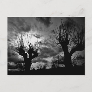 Postal Willows en blanco y negro