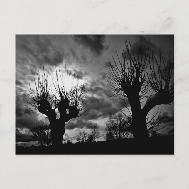 Postal Willows en blanco y negro (Anverso)
