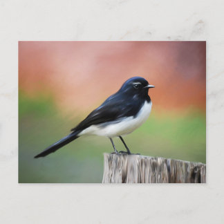 Postal Willy Wagtail - Arte de aves australiano