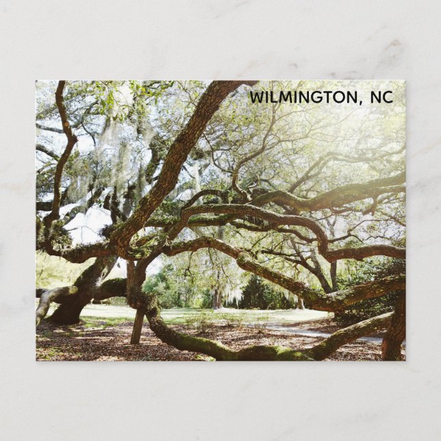 Postal Wilmington North Carolina Airlie Gardens Live Oak (Anverso)