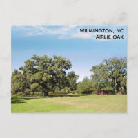 Wilmington North Carolina Airlie Oak Tree