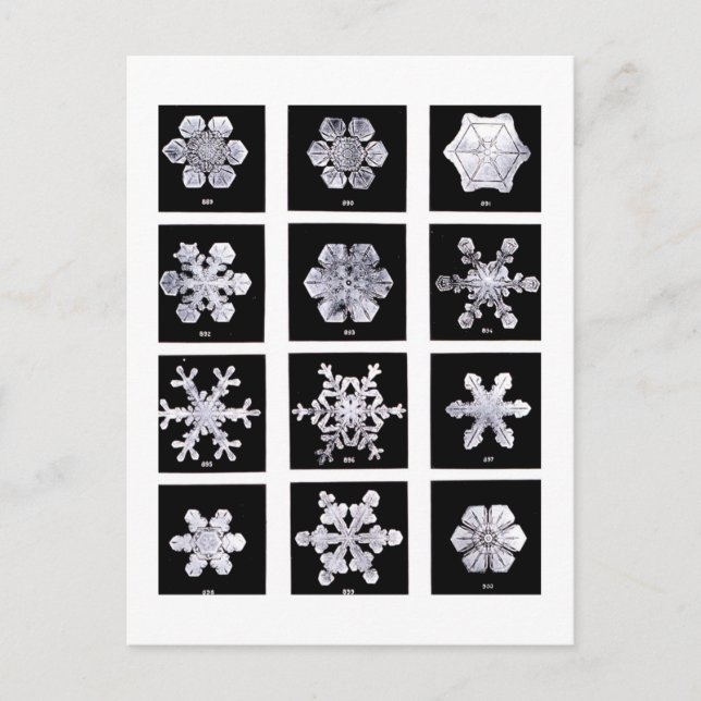 Postal Wilson Bentley Snowflakes (Anverso)