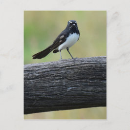 POSTAL WILWAGTAIL EN FENCE QUEENSLAND AUSTRALIA