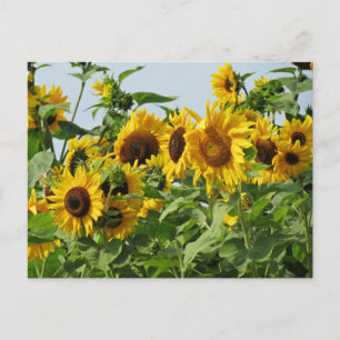 Postal Wind Sunflowers