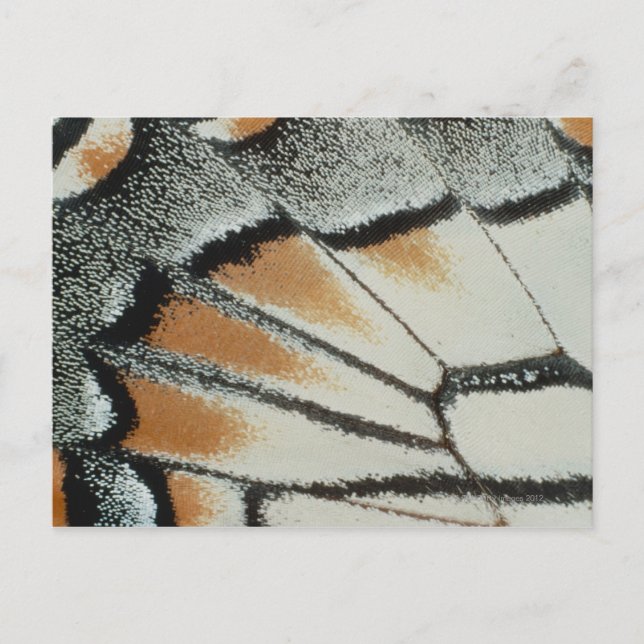 Postal Wing de mariposa (Anverso)