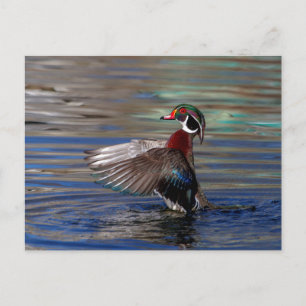 Postal Wing Flapping Wood Duck
