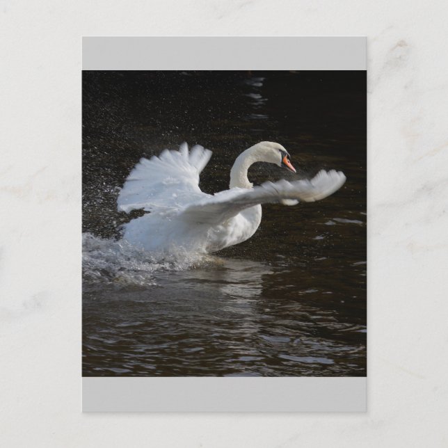 Postal Wings Outstretching Swan (Anverso)