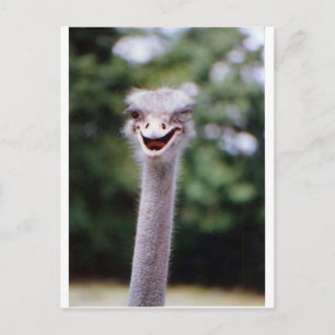 Postal Winking de avestruz - Gracioso