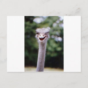 Postal Winking de avestruz - Gracioso