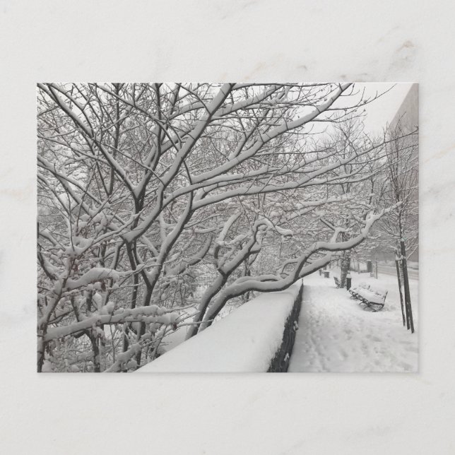 Postal Winowstorm Riverside Park Trees New York NYC (Anverso)